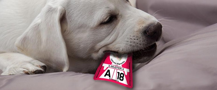Der Hund war´s